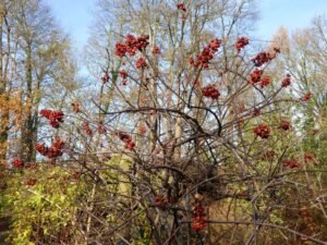 روغن مال کنگنی Oil of Celastrus paniculatus मालकांगनी तेल