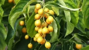 روغن مال کنگنی Oil of Celastrus paniculatus मालकांगनी तेल