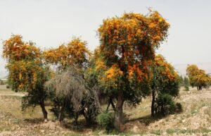 روہیڑا Desert Teak Tecomella undulata रोहेड़ा