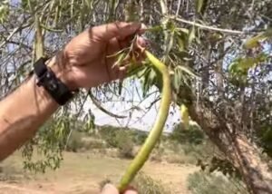 روہیڑا Desert Teak Tecomella undulata Fruit रोहेड़ा 