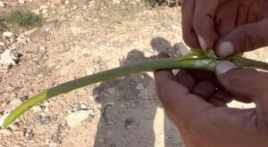 روہیڑا Desert Teak Tecomella undulata Fruit रोहेड़ा 