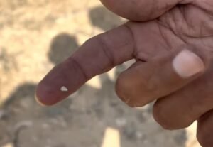 روہیڑا Desert Teak Tecomella undulata Seed रोहेड़ा