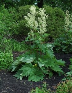 ریوند چینی خطائی Rhubarb Rheum palmatum रेवरेंड चीनी