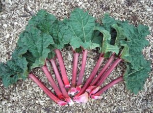ریوند چینی خطائی Rhubarb Rheum palmatum रेवरेंड चीनी