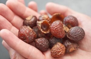 ریٹھہ Soapnut Sapindus mukorossi रीठा