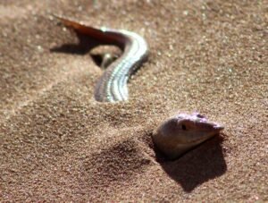 ریگ ماہی Sandfish Skink Lacerta scincus रेत मछली छिपकली