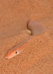 ریگ ماہی Sandfish Skink Lacerta scincus रेत मछली छिपकली