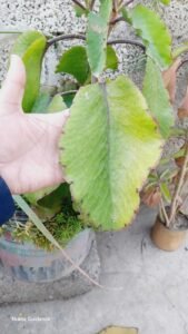 زخم حیات Miracle Leaf Kalanchoe pinnata पत्थरचट्टा