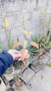 زخم حیات Miracle Leaf Kalanchoe pinnata पत्थरचट्टा