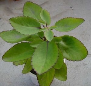 زخم حیات Miracle Leaf Kalanchoe pinnata पत्थरचट्टा
