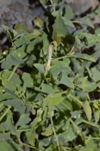 زراوند دراز Dutchman&rsquo;s Pipe Root Long Birthwort Aristolochia longa अरिस्तोलोचिया लोंगा