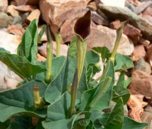 زراوند دراز Dutchman&rsquo;s Pipe Root Long Birthwort Aristolochia longa अरिस्तोलोचिया लोंगा
