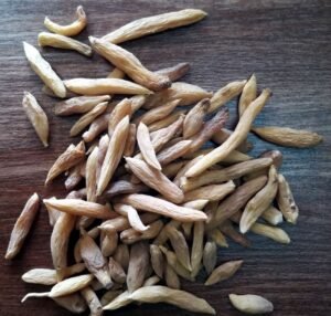 زراوند دراز Dutchman&rsquo;s Pipe Root Long Birthwort Aristolochia longa अरिस्तोलोचिया लोंगा