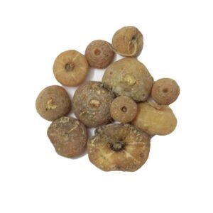 زراوند مدحرج Round-leaved Birthwort or Smearwort Aristolochia rotunda अरिस्टोलोचिया रोटुंडा