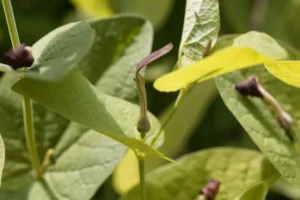زراوند مدحرج Round-leaved Birthwort or Smearwort Aristolochia rotunda अरिस्टोलोचिया रोटुंडा