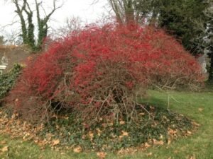 زرشک سمبل پھل Barberry Berberis vulgaris जरिश्क