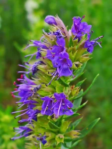 زوفا Hyssop Hyssopus officinalis जूफा