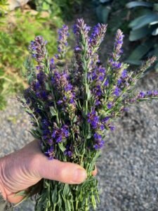 زوفا Hyssop Hyssopus officinalis जूफा