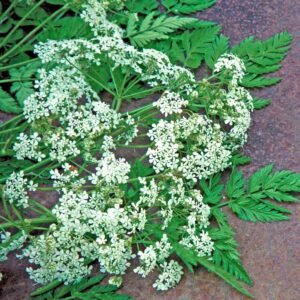 زیرہ Cumin Cuminum cyminum जीरा