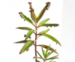 Mother of thousands Kalanchoe daigremontiana 1