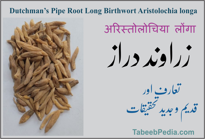 زراوند دراز