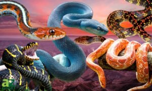 سانپ Snake Serpentes साँप