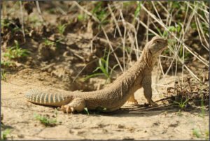 سانڈہ Indian Spiny-tailed Lizard Uromastyx hardwickii सांडा छिपकली