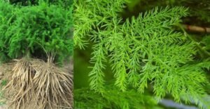 ستاور Shatavari Asparagus racemosus शतावरी