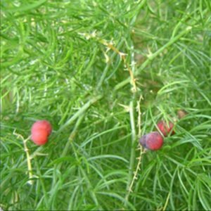 ستاور Shatavari Asparagus racemosus शतावरी