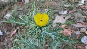 ستیاناسی Mexican Prickly Poppy Argemone mexicana सत्यानाशी
