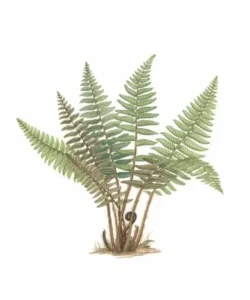سرخس Male fern Dryopteris filix-mas पुरुष फर्न