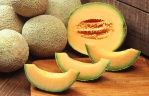 سردا Honeydew Melon Cucumis melo L. (Inodorus Group) मिठास मस्कमेलन