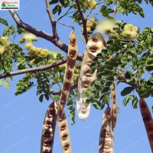 سرس Acacia Speciosa Albizia lebbeck सिरस