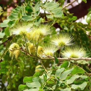 سرس Acacia Speciosa Albizia lebbeck सिरस