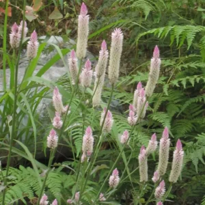 سروالی Silver Cockscomb Celosia argentea