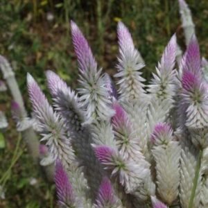 سروالی Silver Cockscomb Celosia argentea