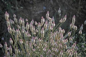 سروالی Silver Cockscomb Celosia argentea