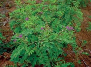 سرپھوکہ Purple Tephrosia Tephrosia purpurea शरपुंखा