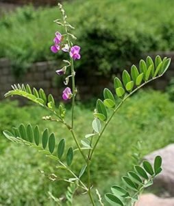 سرپھوکہ Purple Tephrosia Tephrosia purpurea शरपुंखा