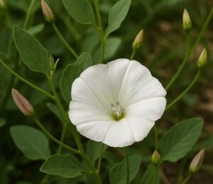 سقمونیا Scammony Convolvulus scammonia सकमोनिया