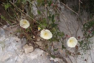 سقمونیا Scammony Convolvulus scammonia सकमोनिया