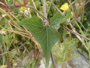 سقمونیا Scammony Convolvulus scammonia सकमोनिया