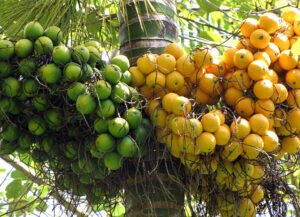 سپاری Areca palm Areca catechu सुपारी