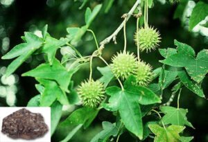 سلارس storax balsam Liquidambar orientalis
