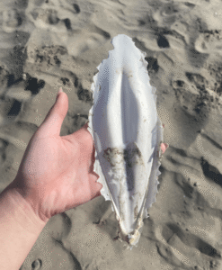 سمندر جھاگ Cuttlefish bone Sepia officinalis समुद्री झाग