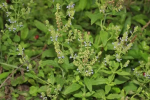 سمندر سوکھ Plebeian sage Salvia plebeia समुद्र सोख