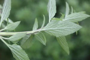 سمندر سوکھ Plebeian sage Salvia plebeia समुद्र सोख