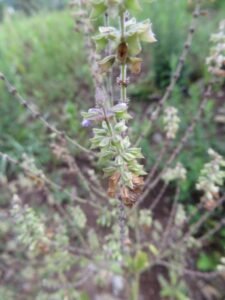 سمندر سوکھ Plebeian sage Salvia plebeia समुद्र सोख