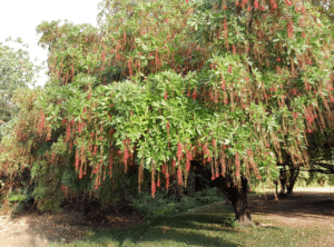 سمندر پھل Barringtonia racemosa समुद्र फल
