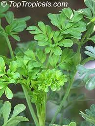 سداب garden rue Ruta graveolens सदाब